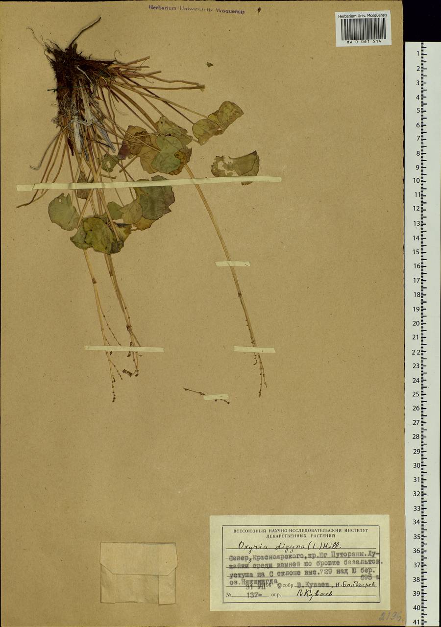 Oxyria digyna (L.) Hill, Siberia, Central Siberia (S3) (Russia)