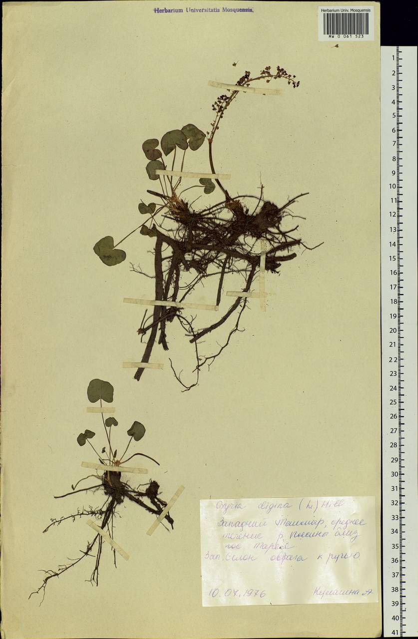 Oxyria digyna (L.) Hill, Siberia, Central Siberia (S3) (Russia)