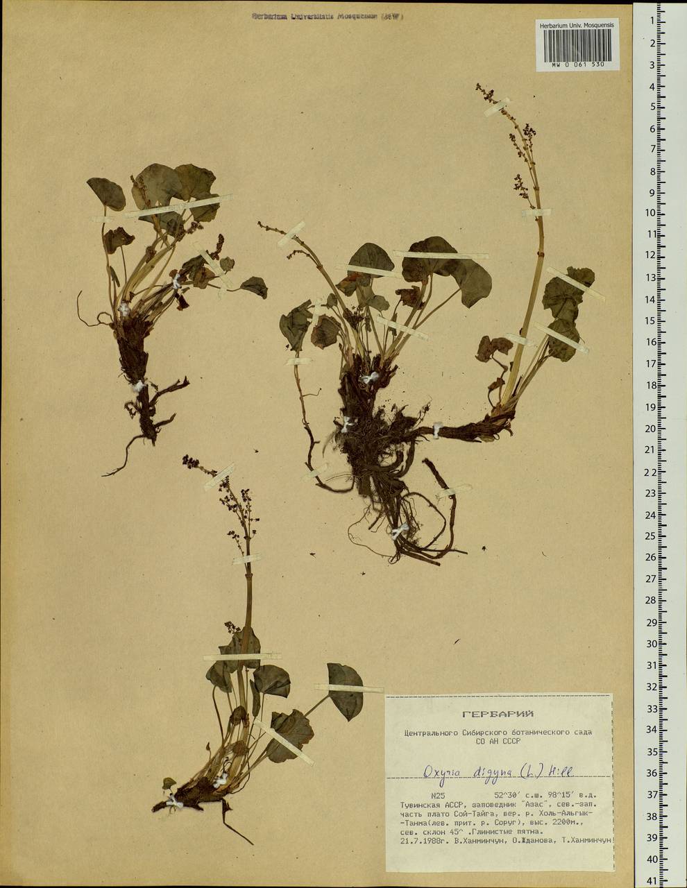 Oxyria digyna (L.) Hill, Siberia, Altai & Sayany Mountains (S2) (Russia)