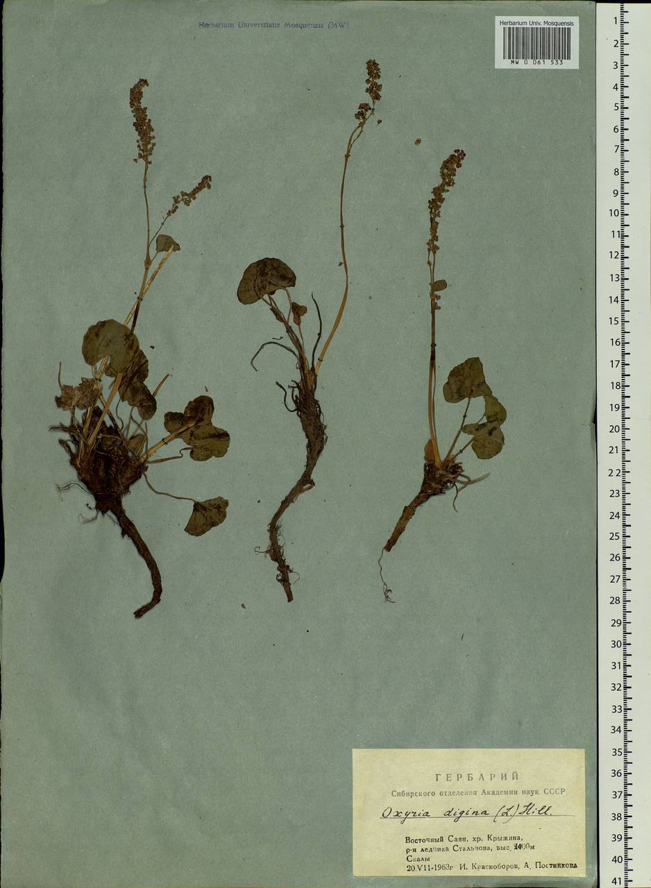 Oxyria digyna (L.) Hill, Siberia, Altai & Sayany Mountains (S2) (Russia)