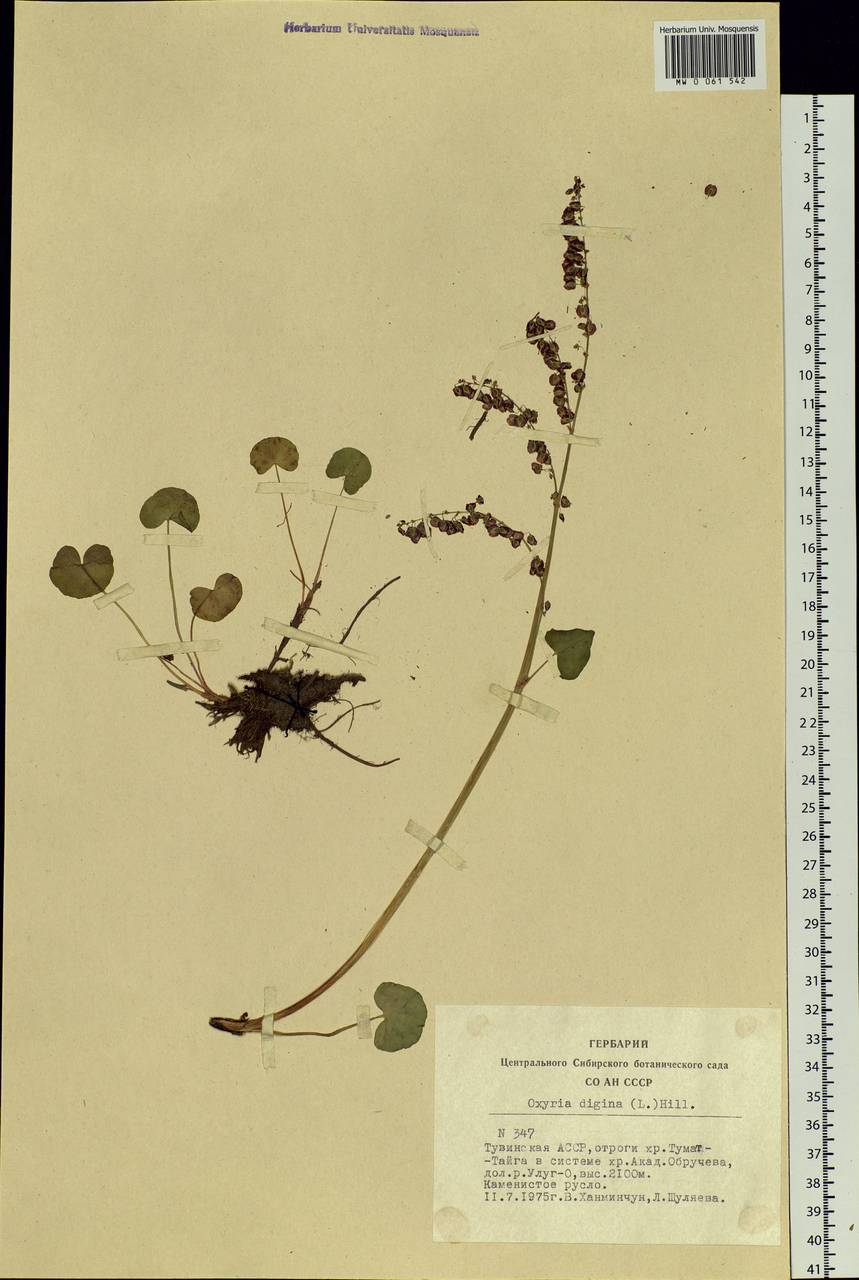 Oxyria digyna (L.) Hill, Siberia, Altai & Sayany Mountains (S2) (Russia)