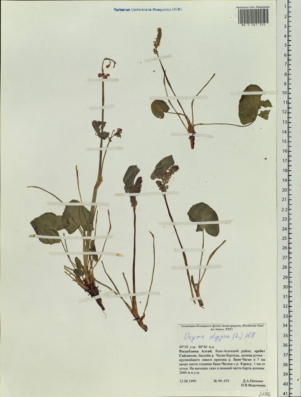 Oxyria digyna (L.) Hill, Siberia, Altai & Sayany Mountains (S2) (Russia)