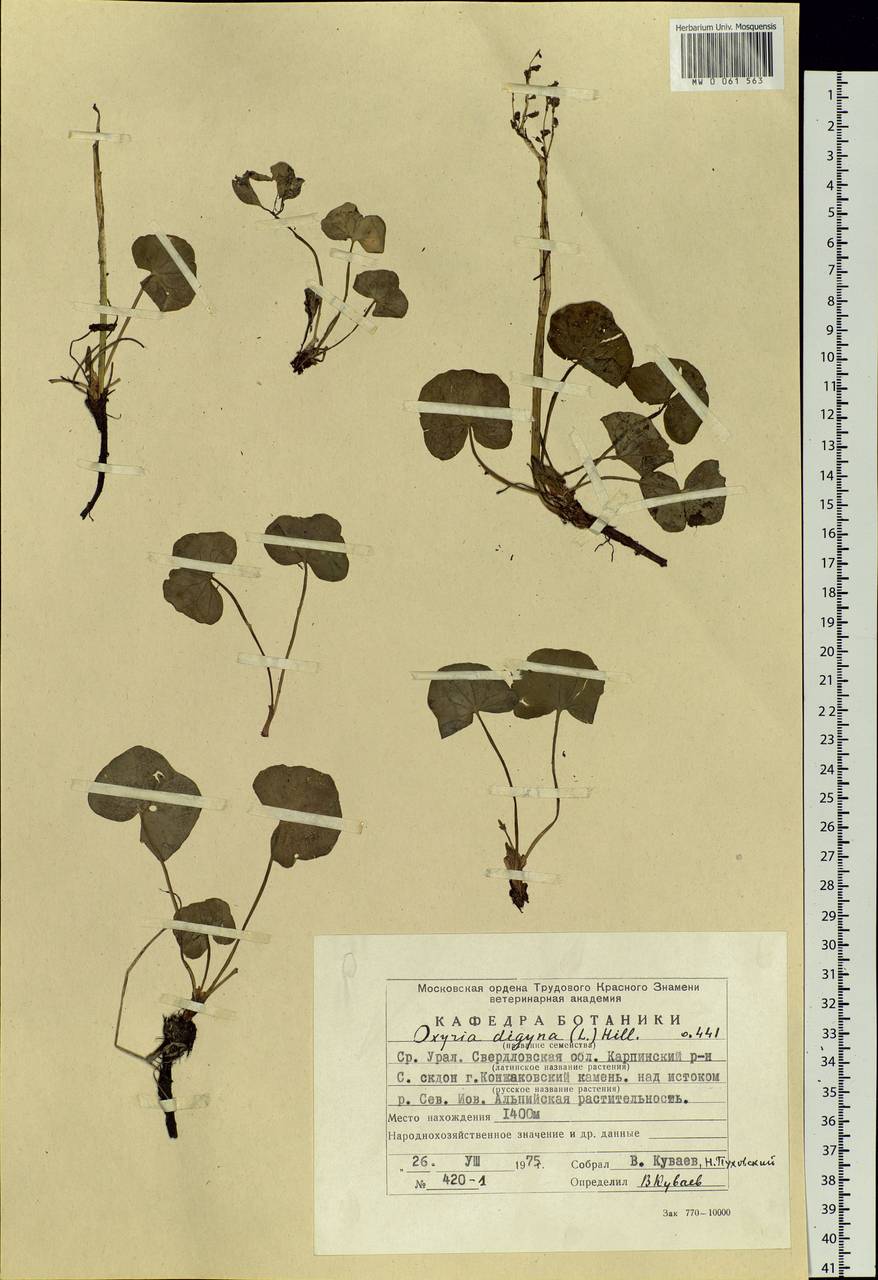 Oxyria digyna (L.) Hill, Eastern Europe, Eastern region (E10) (Russia)