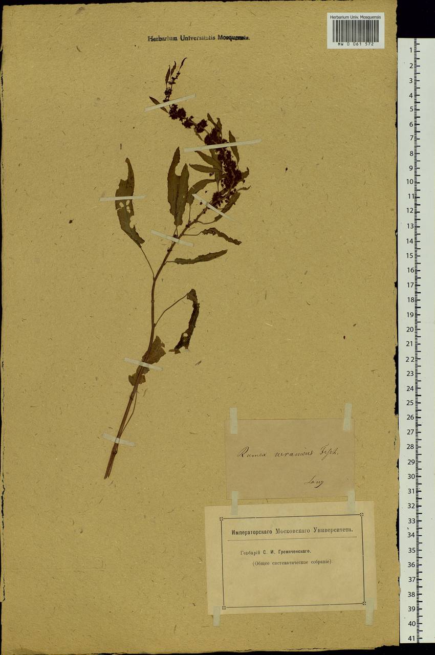 Rumex ucranicus Fisch., Siberia, Yakutia (S5) (Russia)