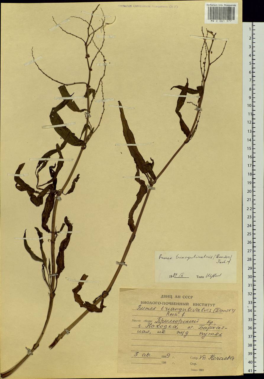Rumex triangulivalvis (Danser) Rech. fil., Siberia, Russian Far East (S6) (Russia)
