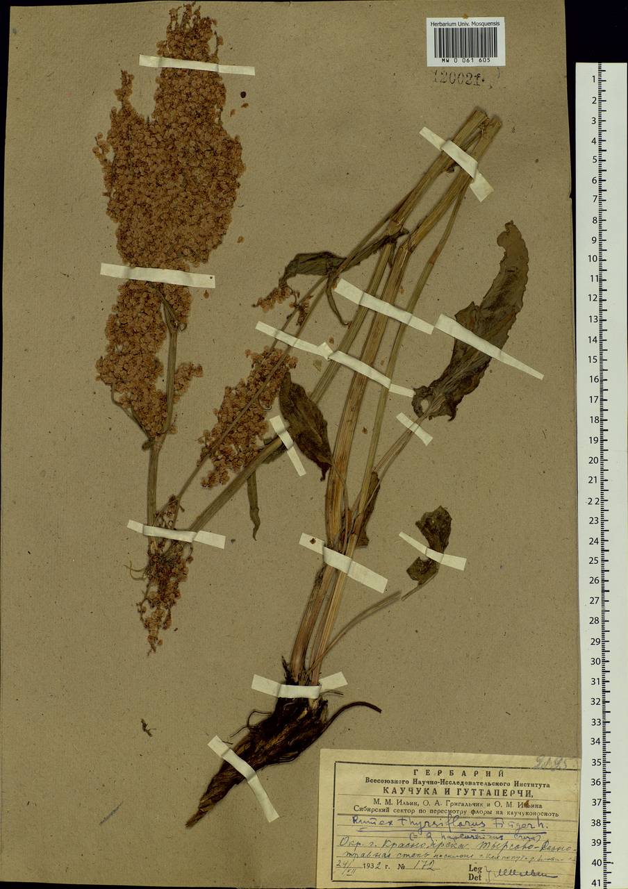 Rumex thyrsiflorus Fingerh., Siberia, Central Siberia (S3) (Russia)