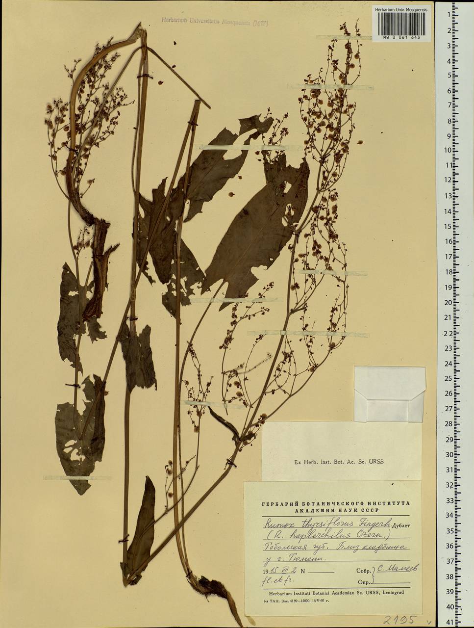 Rumex thyrsiflorus Fingerh., Siberia, Western Siberia (S1) (Russia)