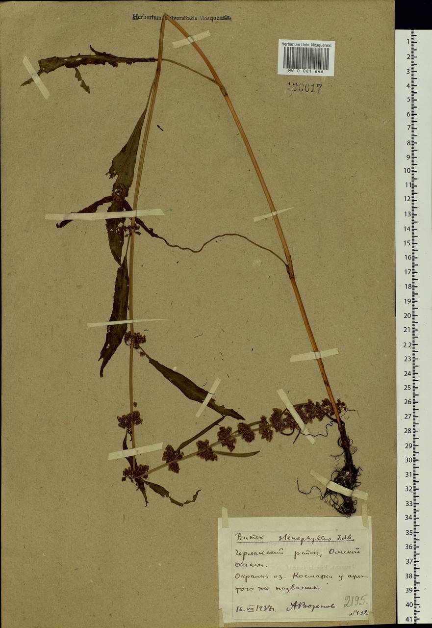 Rumex stenophyllus Ledeb., Siberia, Western Siberia (S1) (Russia)