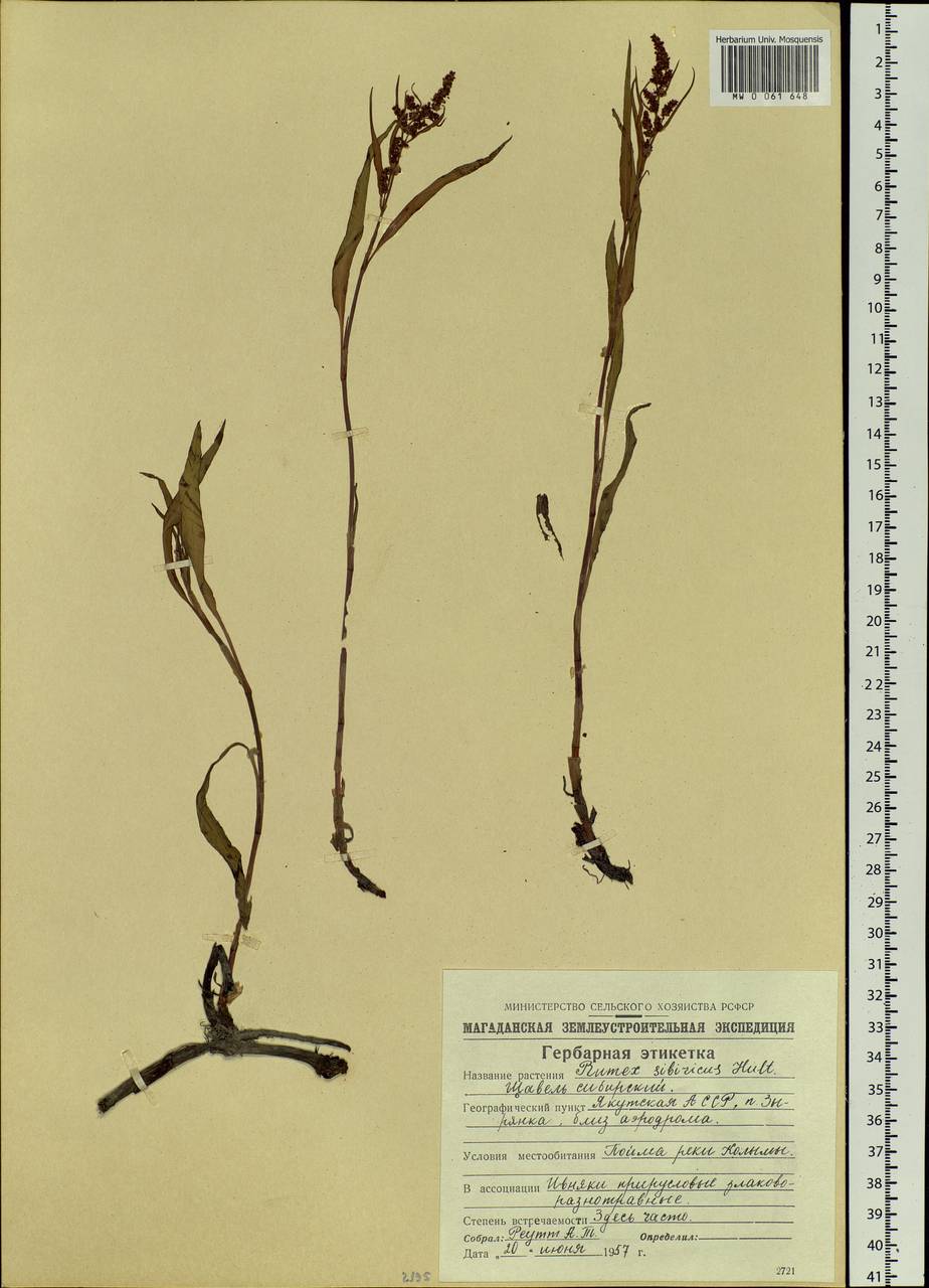 Rumex sibiricus Hultén, Siberia, Yakutia (S5) (Russia)