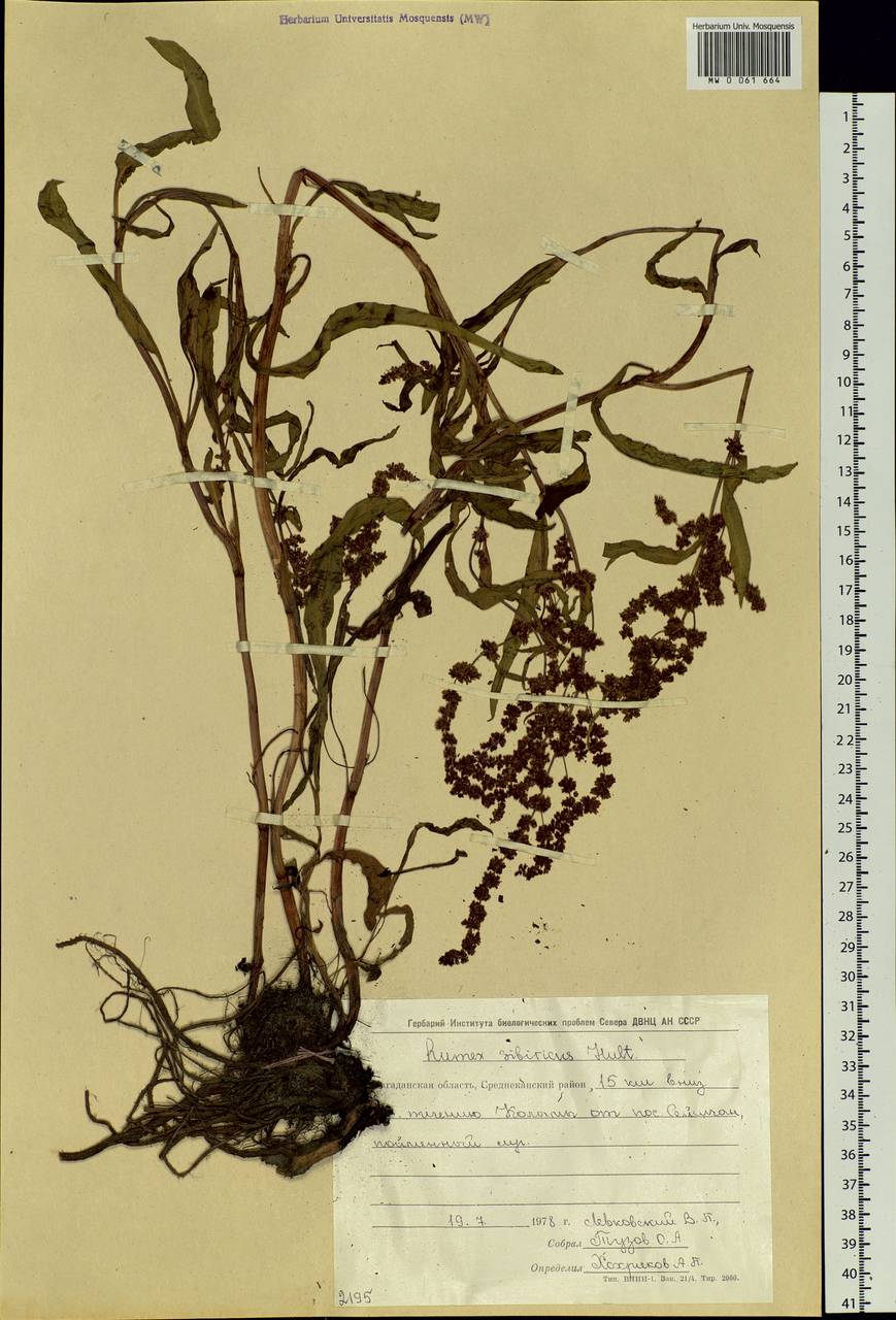 Rumex sibiricus Hultén, Siberia, Chukotka & Kamchatka (S7) (Russia)