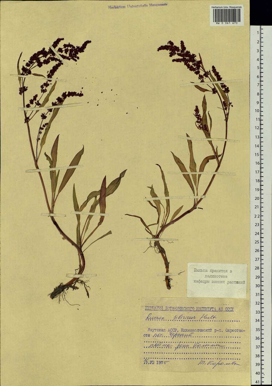 Rumex sibiricus Hultén, Siberia, Yakutia (S5) (Russia)