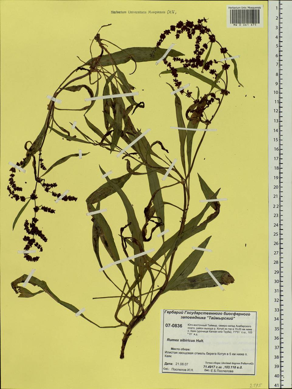 Rumex sibiricus Hultén, Siberia, Central Siberia (S3) (Russia)