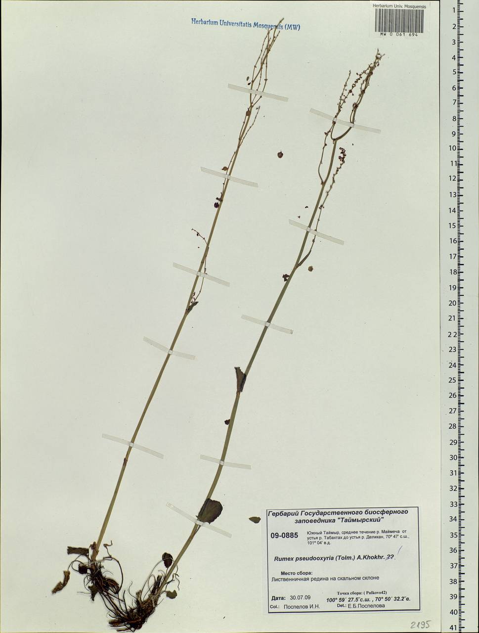Rumex pseudoxyria (Tolm.) A. P. Khokhr., Siberia, Central Siberia (S3) (Russia)