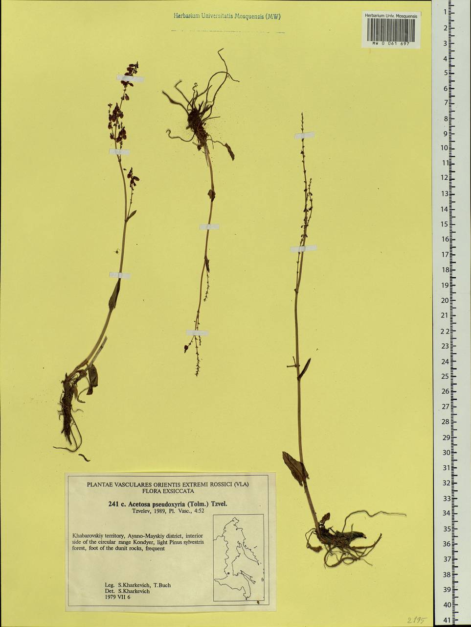 Rumex pseudoxyria (Tolm.) A. P. Khokhr., Siberia, Russian Far East (S6) (Russia)