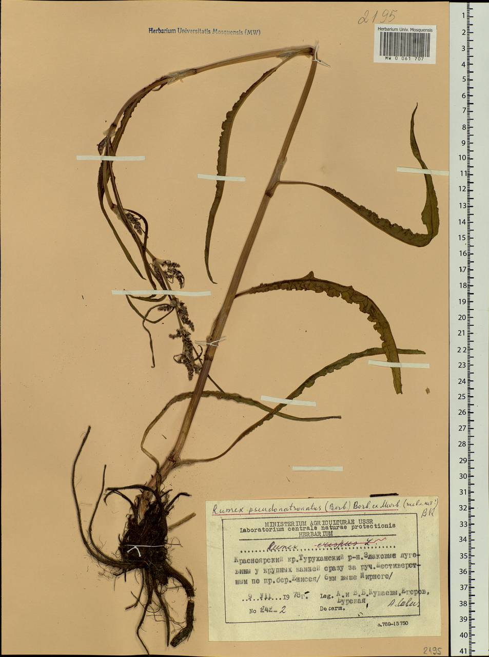 Rumex pseudonatronatus (Borbás) Borbás ex Murb., Siberia, Central Siberia (S3) (Russia)