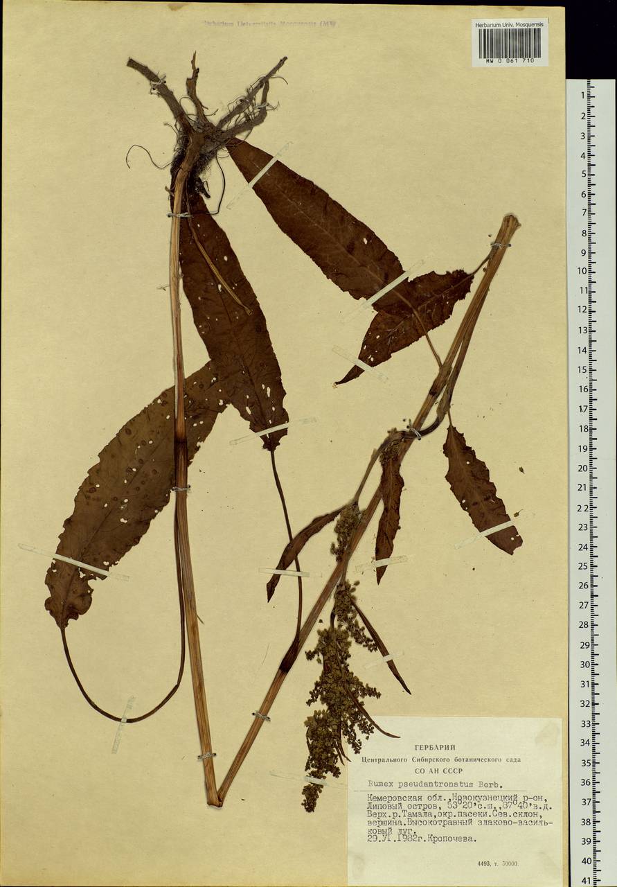 Rumex pseudonatronatus (Borbás) Borbás ex Murb., Siberia, Altai & Sayany Mountains (S2) (Russia)
