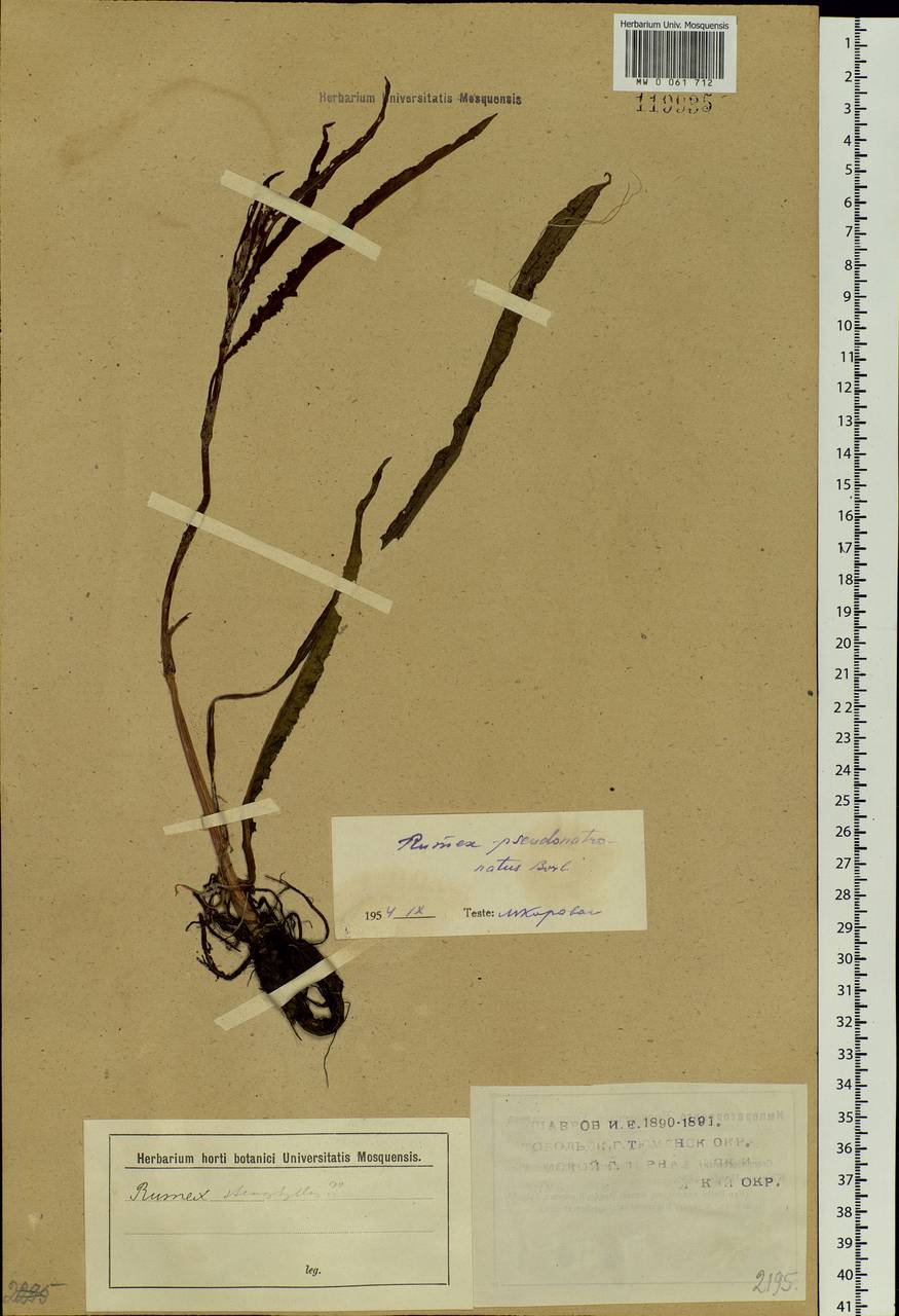 Rumex pseudonatronatus (Borbás) Borbás ex Murb., Siberia (no precise locality) (S0) (Russia)