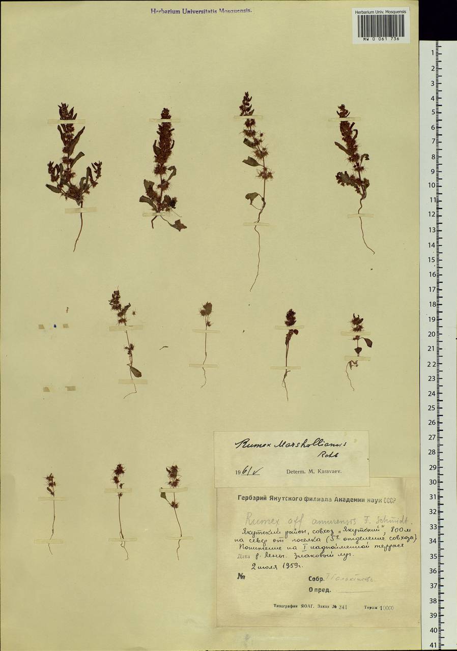 Rumex marschallianus Rchb., Siberia, Yakutia (S5) (Russia)