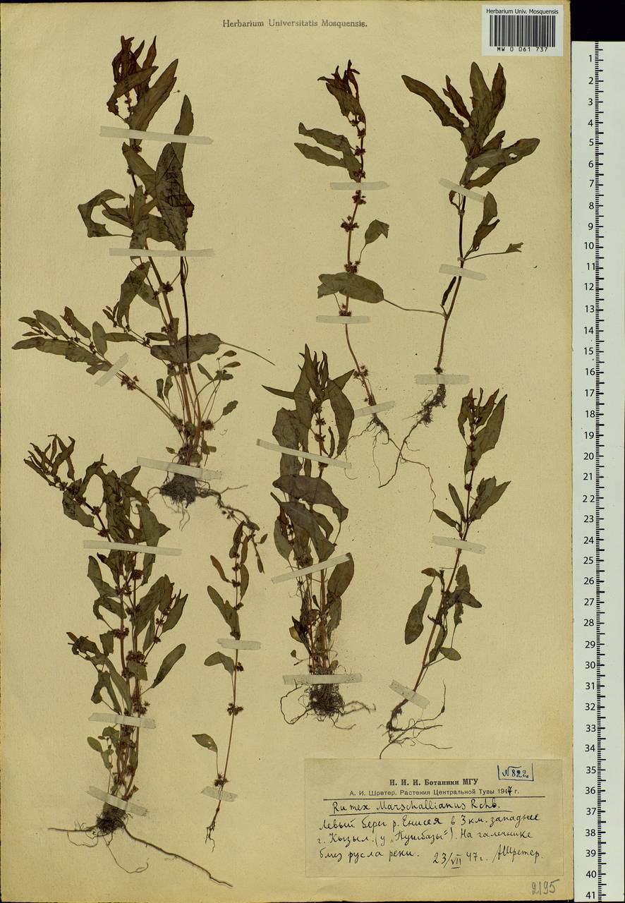 Rumex marschallianus Rchb., Siberia, Altai & Sayany Mountains (S2) (Russia)