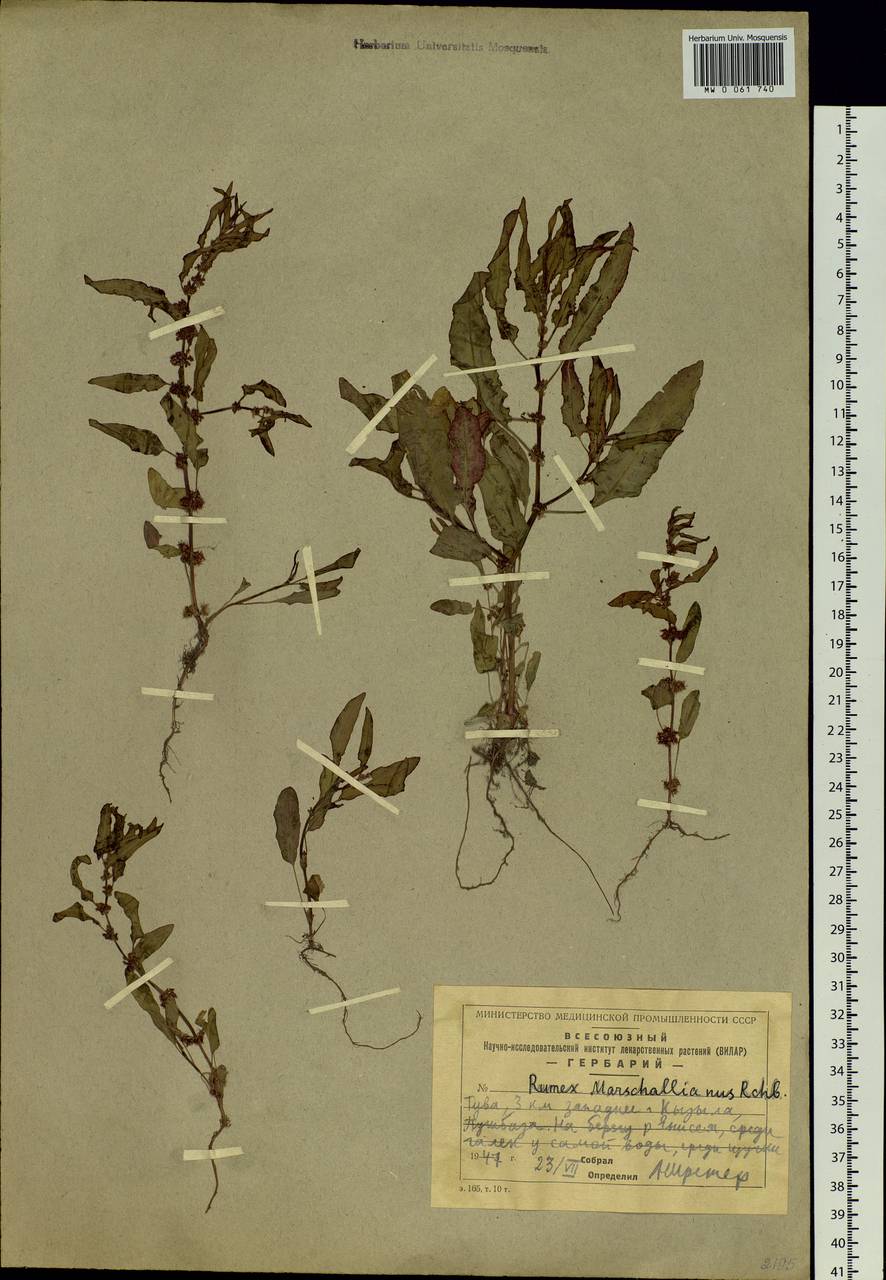 Rumex marschallianus Rchb., Siberia, Altai & Sayany Mountains (S2) (Russia)