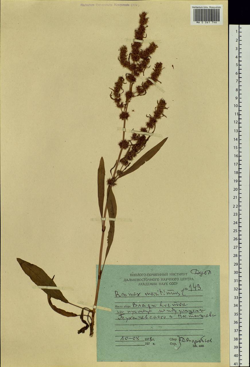 Rumex maritimus L., Siberia, Russian Far East (S6) (Russia)