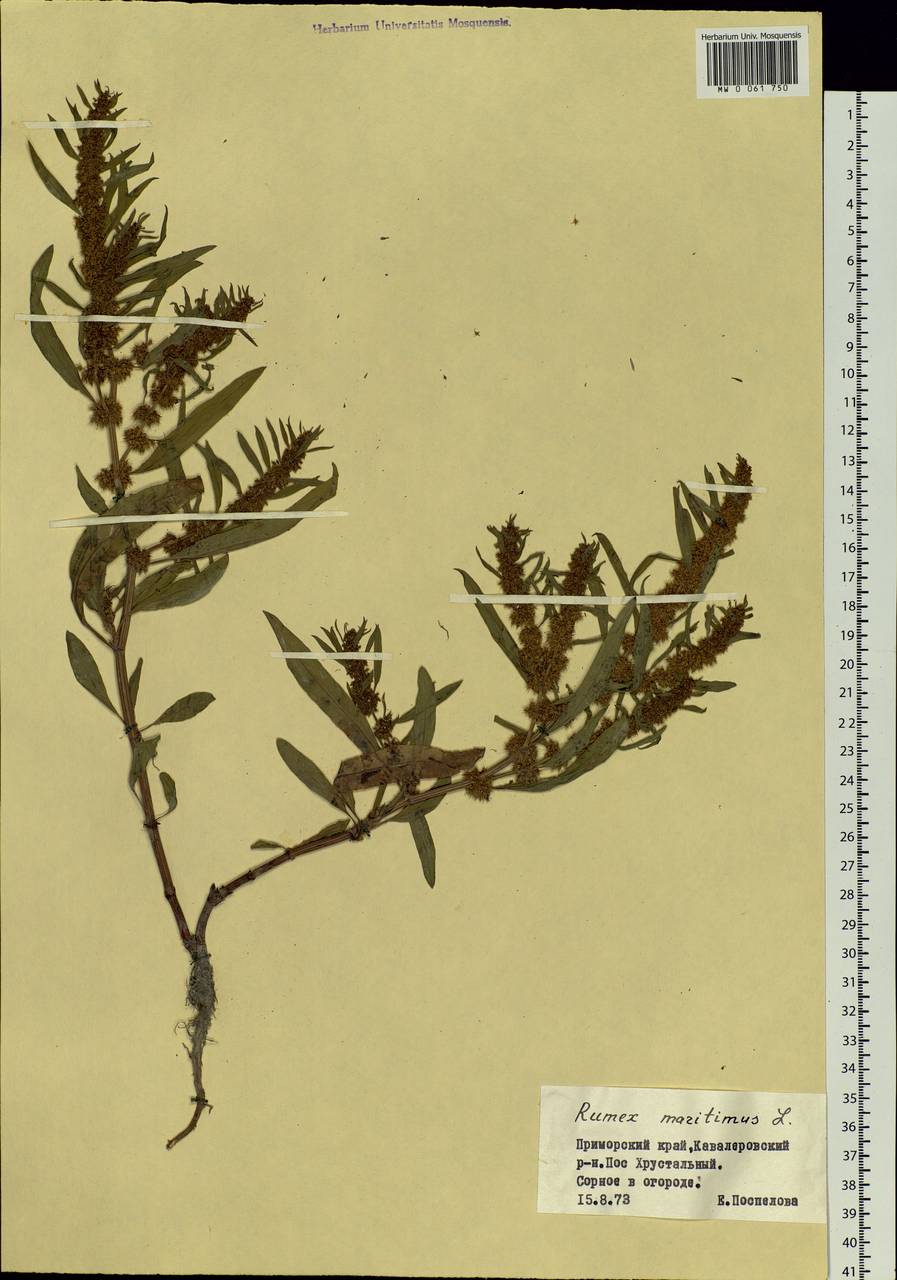 Rumex maritimus L., Siberia, Russian Far East (S6) (Russia)