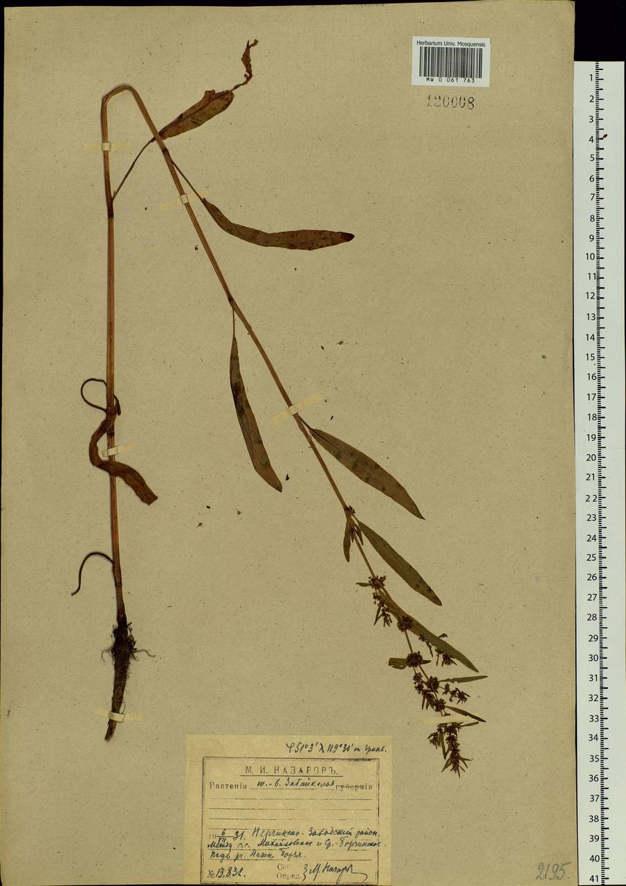 Rumex maritimus L., Siberia, Baikal & Transbaikal region (S4) (Russia)