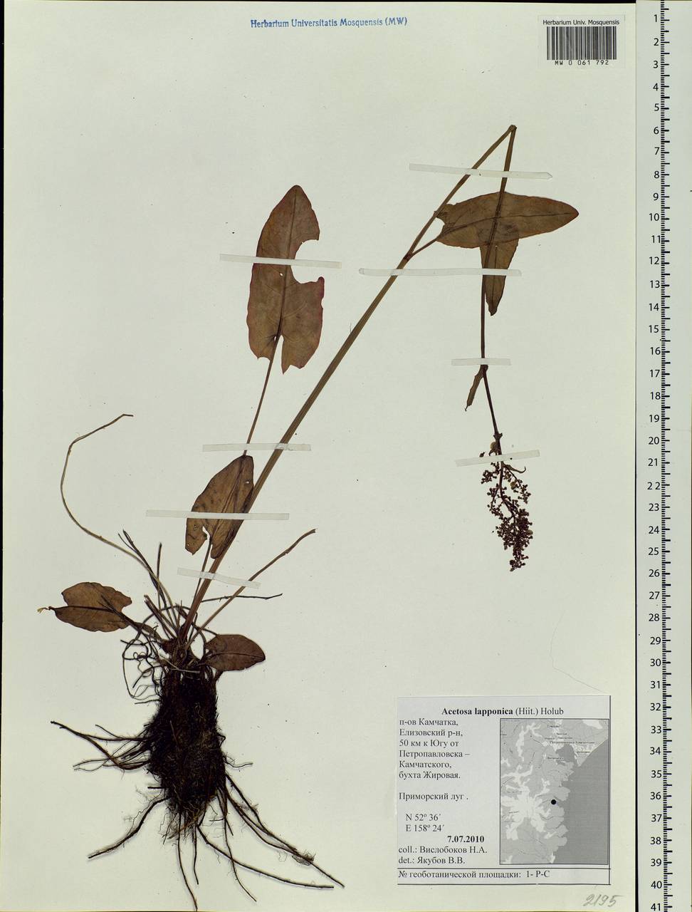 Rumex lapponicus (Hiitonen) Czernov, Siberia, Chukotka & Kamchatka (S7) (Russia)