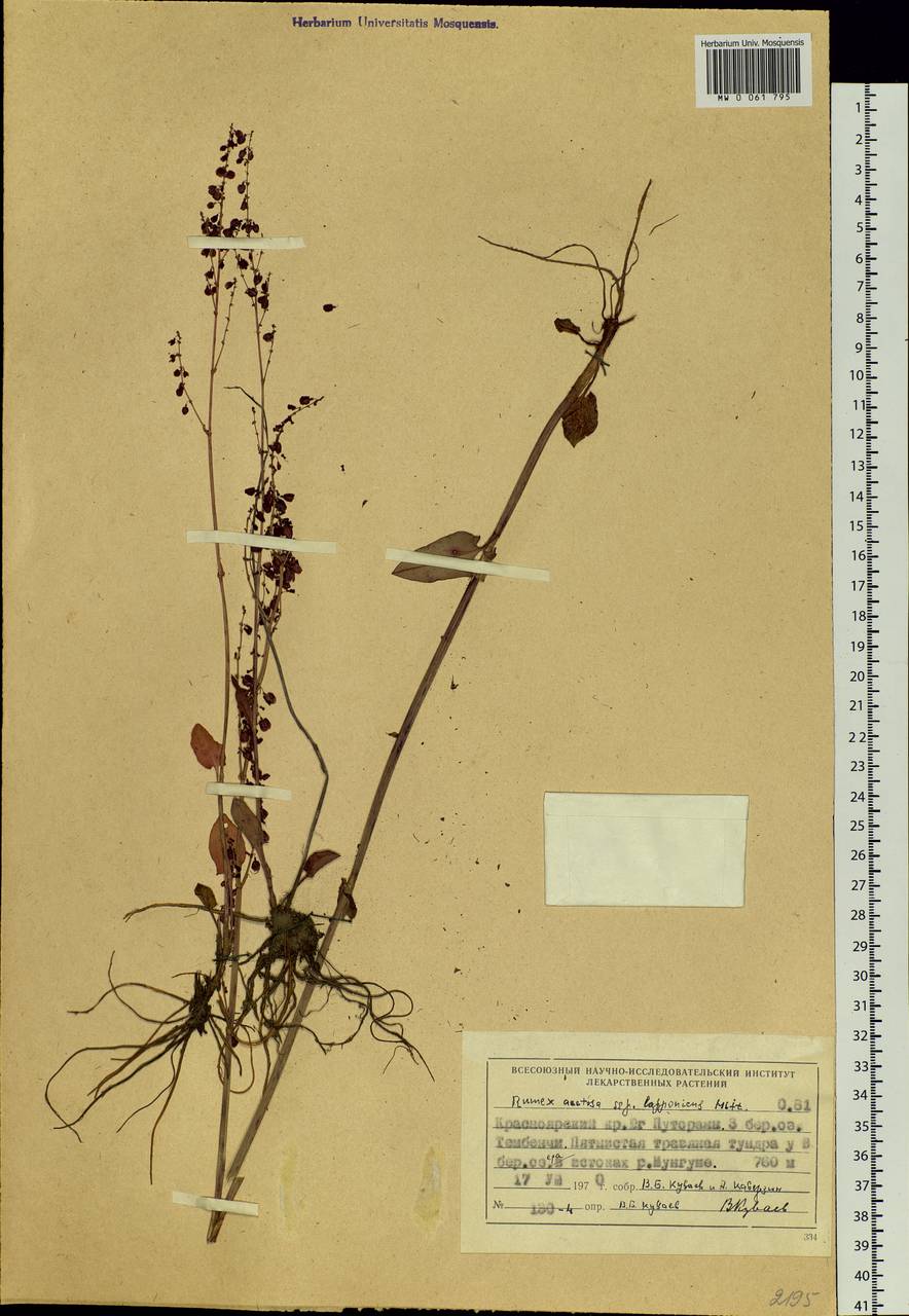 Rumex lapponicus (Hiitonen) Czernov, Siberia, Central Siberia (S3) (Russia)