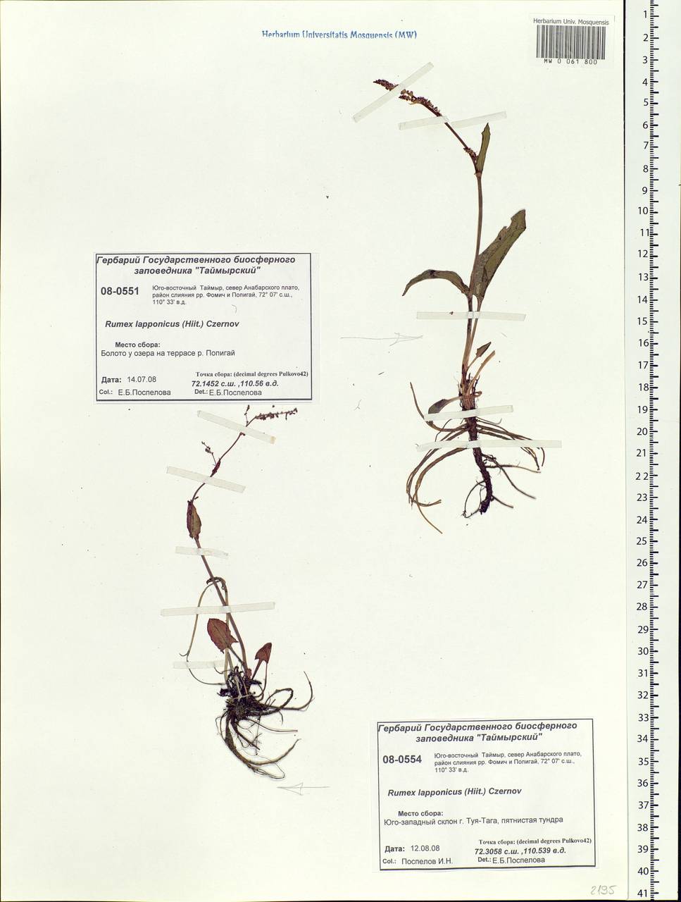 Rumex lapponicus (Hiitonen) Czernov, Siberia, Central Siberia (S3) (Russia)