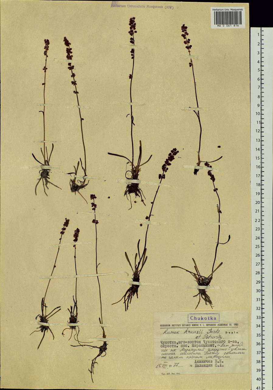 Rumex krausei Jurtzev & Petrovsky, Siberia, Chukotka & Kamchatka (S7) (Russia)