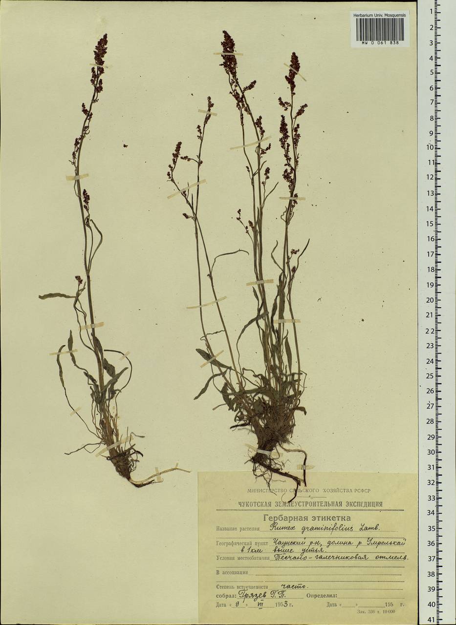 Rumex graminifolius Georgi ex Lamb., Siberia, Chukotka & Kamchatka (S7) (Russia)