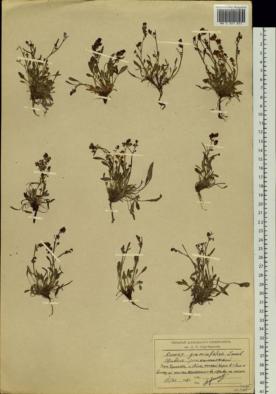 Rumex graminifolius Georgi ex Lamb., Siberia, Chukotka & Kamchatka (S7) (Russia)