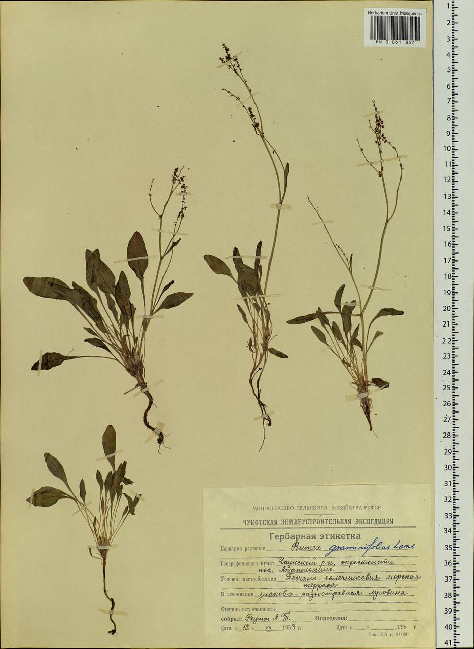 Rumex graminifolius Georgi ex Lamb., Siberia, Chukotka & Kamchatka (S7) (Russia)