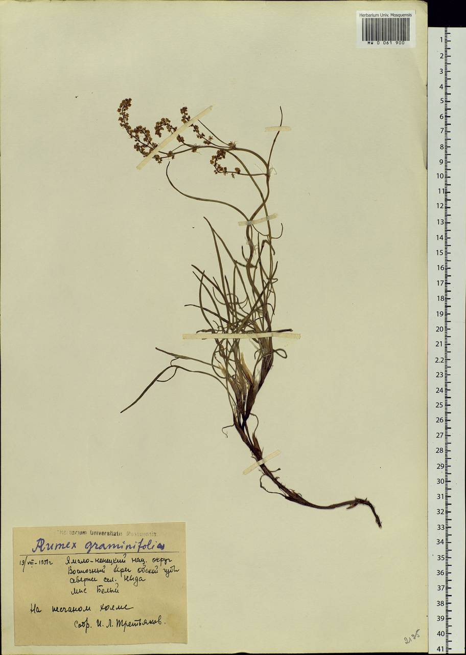 Rumex graminifolius Georgi ex Lamb., Siberia, Western Siberia (S1) (Russia)