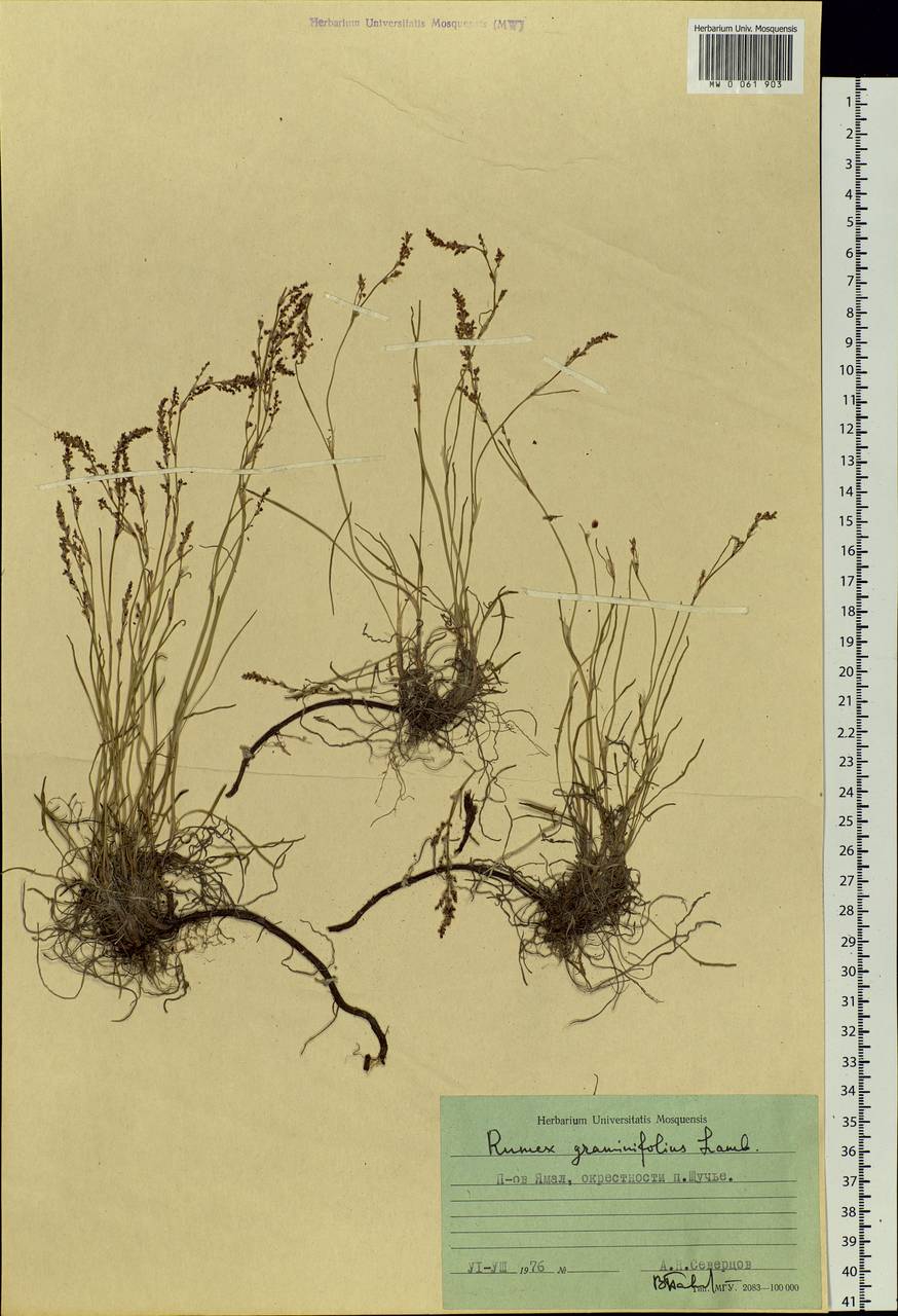 Rumex graminifolius Georgi ex Lamb., Siberia, Western Siberia (S1) (Russia)