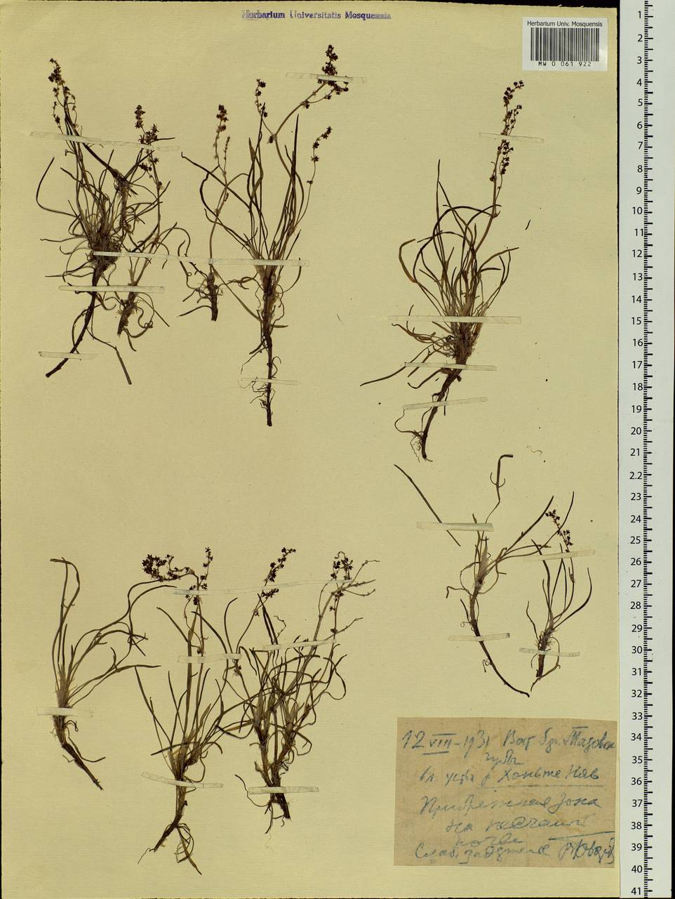 Rumex graminifolius Georgi ex Lamb., Siberia, Western Siberia (S1) (Russia)