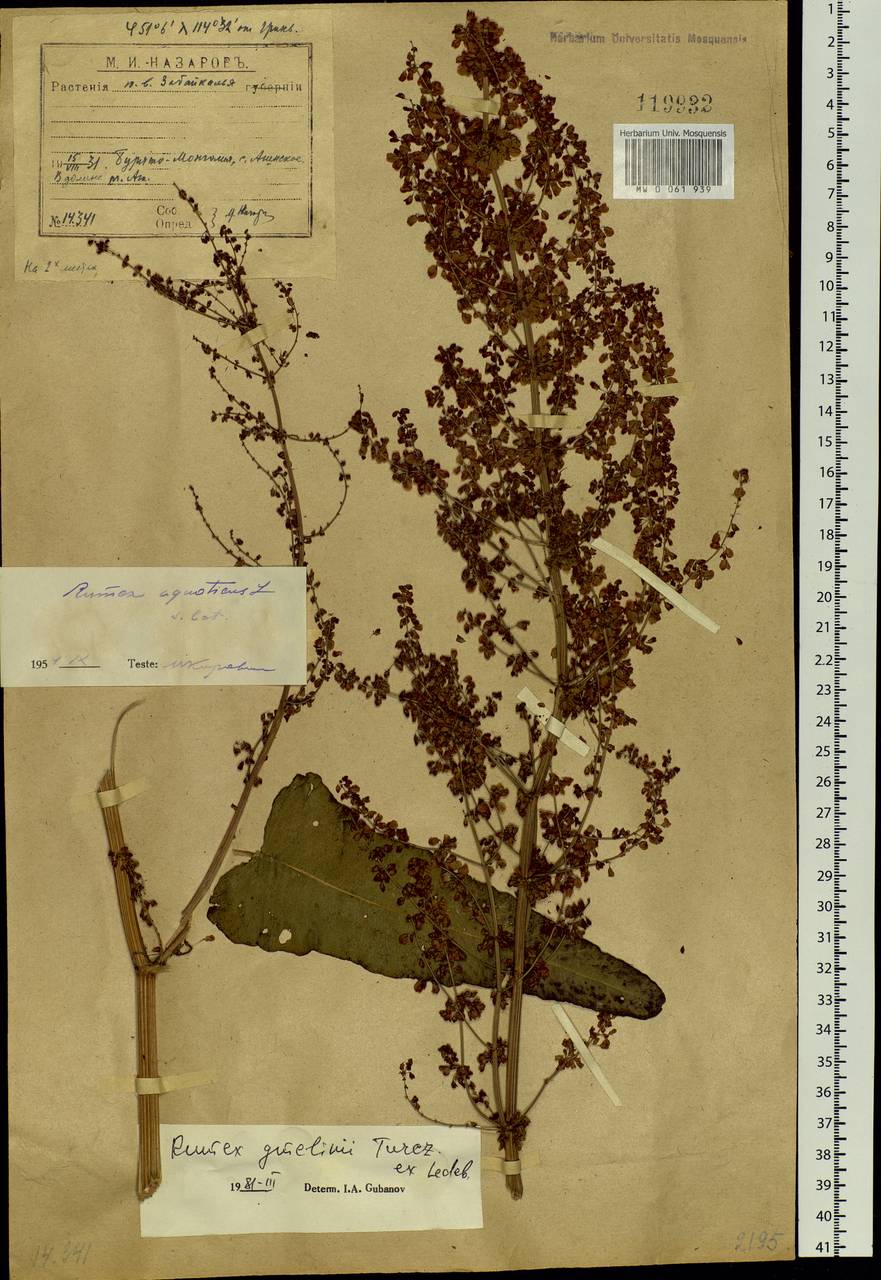 Rumex gmelinii Turcz., Siberia, Baikal & Transbaikal region (S4) (Russia)