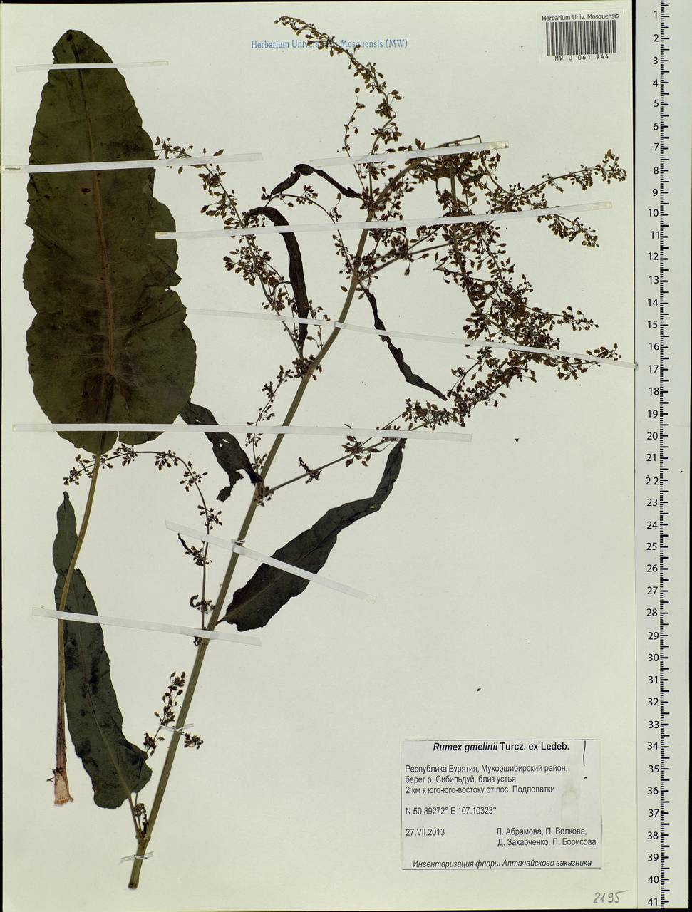 Rumex gmelinii Turcz., Siberia, Baikal & Transbaikal region (S4) (Russia)