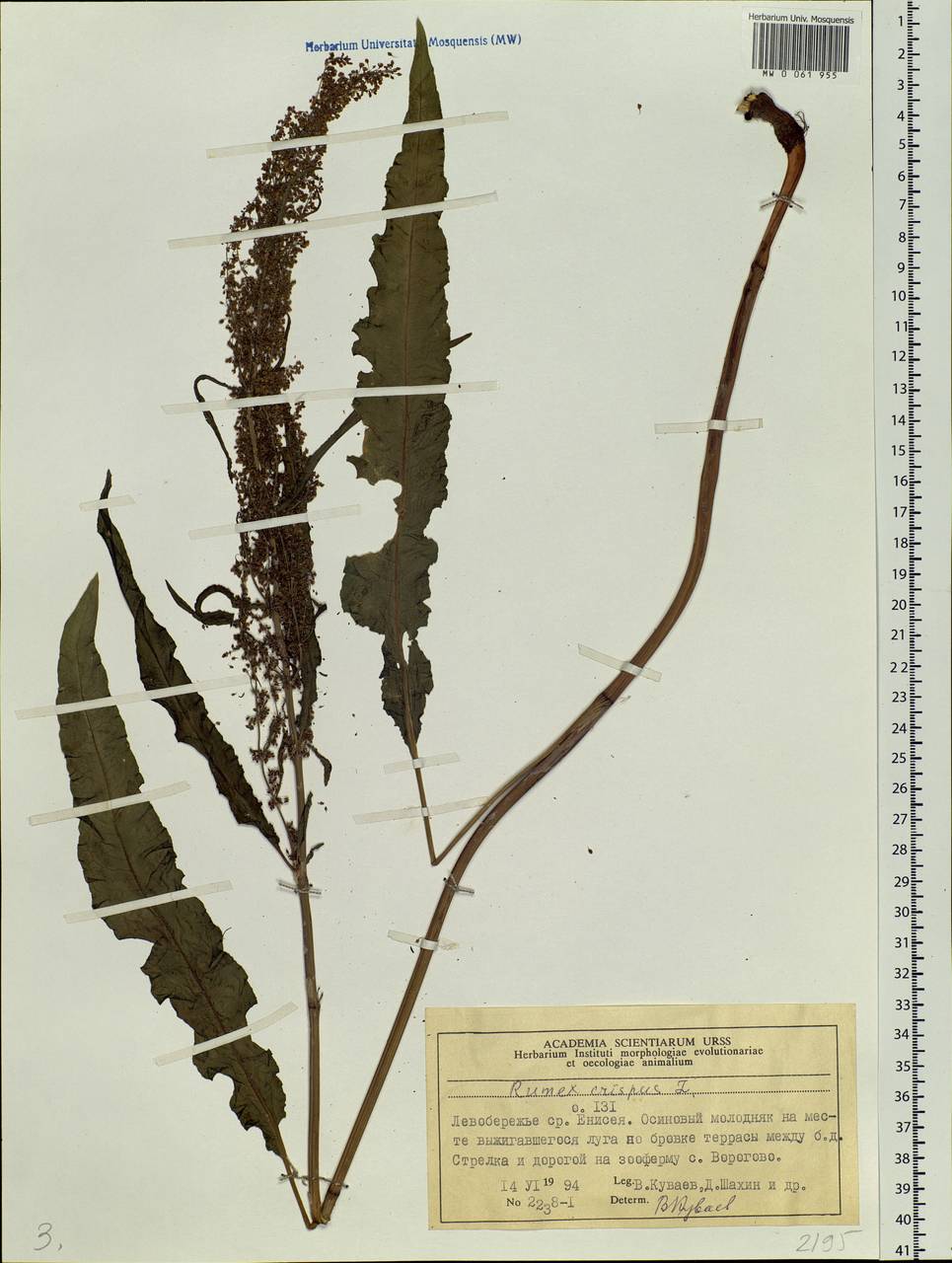 Rumex crispus L., Siberia, Central Siberia (S3) (Russia)