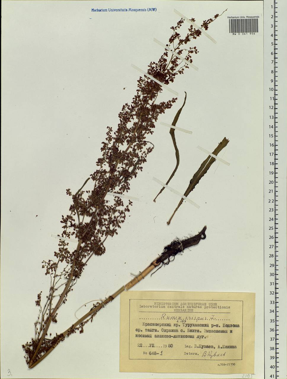 Rumex crispus L., Siberia, Central Siberia (S3) (Russia)