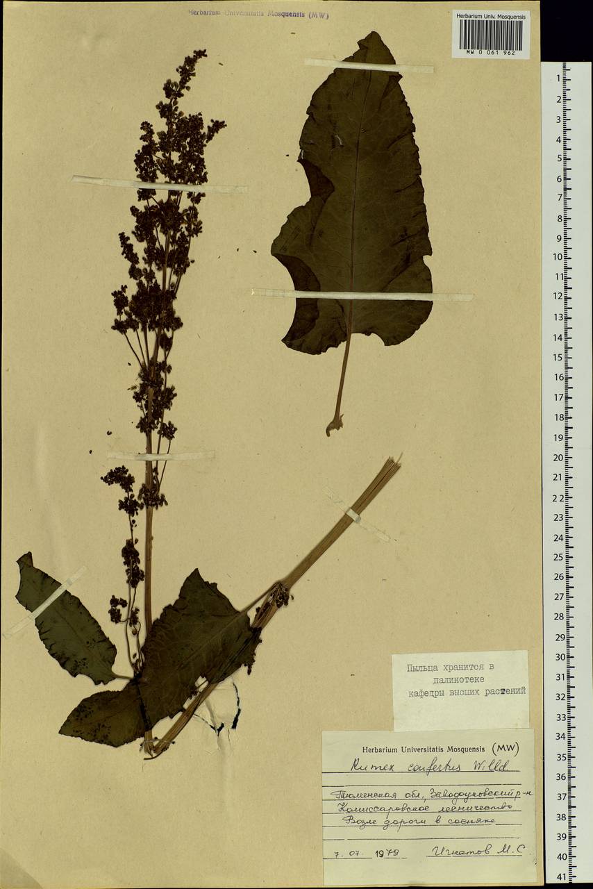 Rumex confertus Willd., Siberia, Western Siberia (S1) (Russia)