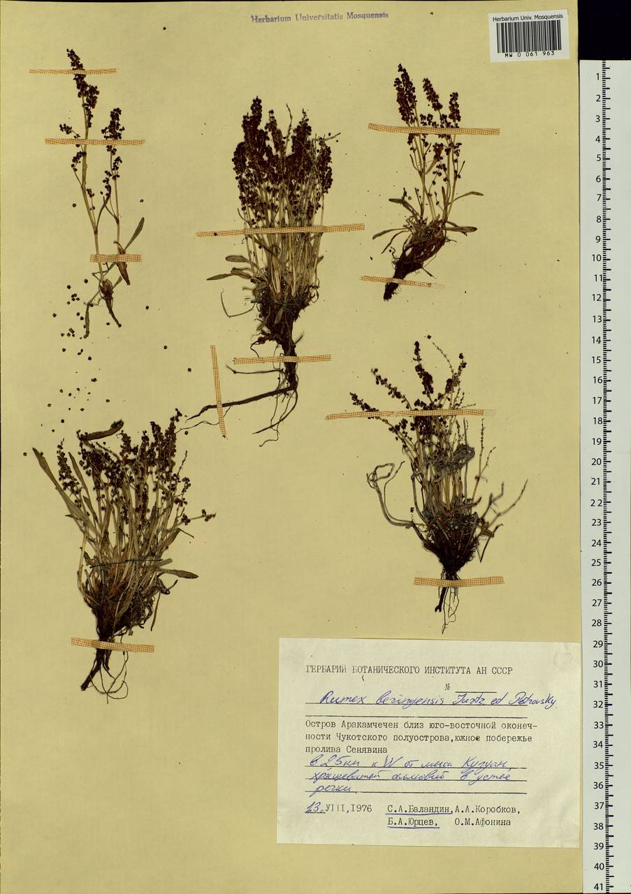 Rumex beringensis Jurtzev & Petrovsky, Siberia, Chukotka & Kamchatka (S7) (Russia)