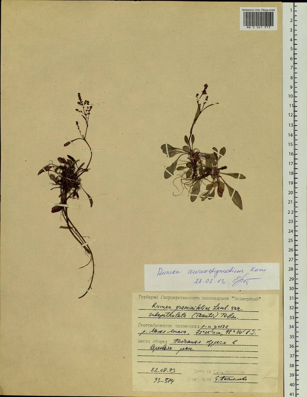 Rumex aureostigmaticus Kom., Siberia, Central Siberia (S3) (Russia)