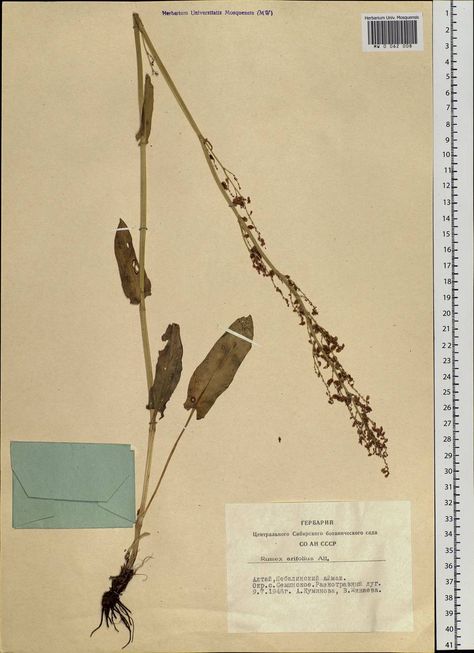 Rumex arifolius All., Siberia, Altai & Sayany Mountains (S2) (Russia)