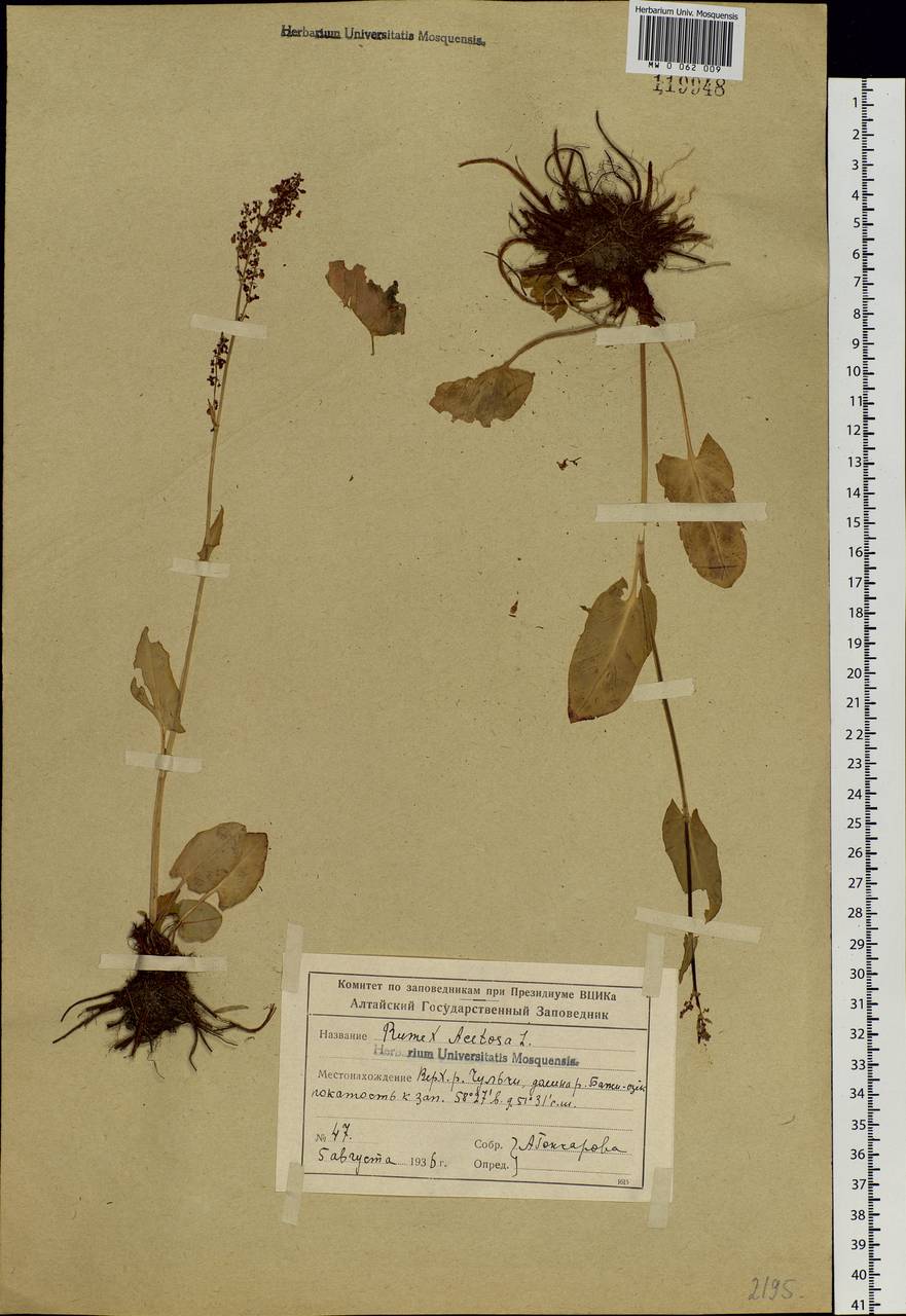 Rumex arifolius All., Siberia, Altai & Sayany Mountains (S2) (Russia)