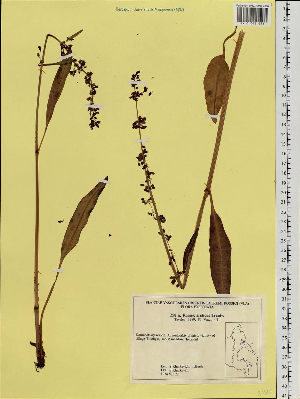 Rumex arcticus Trautv., Siberia, Chukotka & Kamchatka (S7) (Russia)
