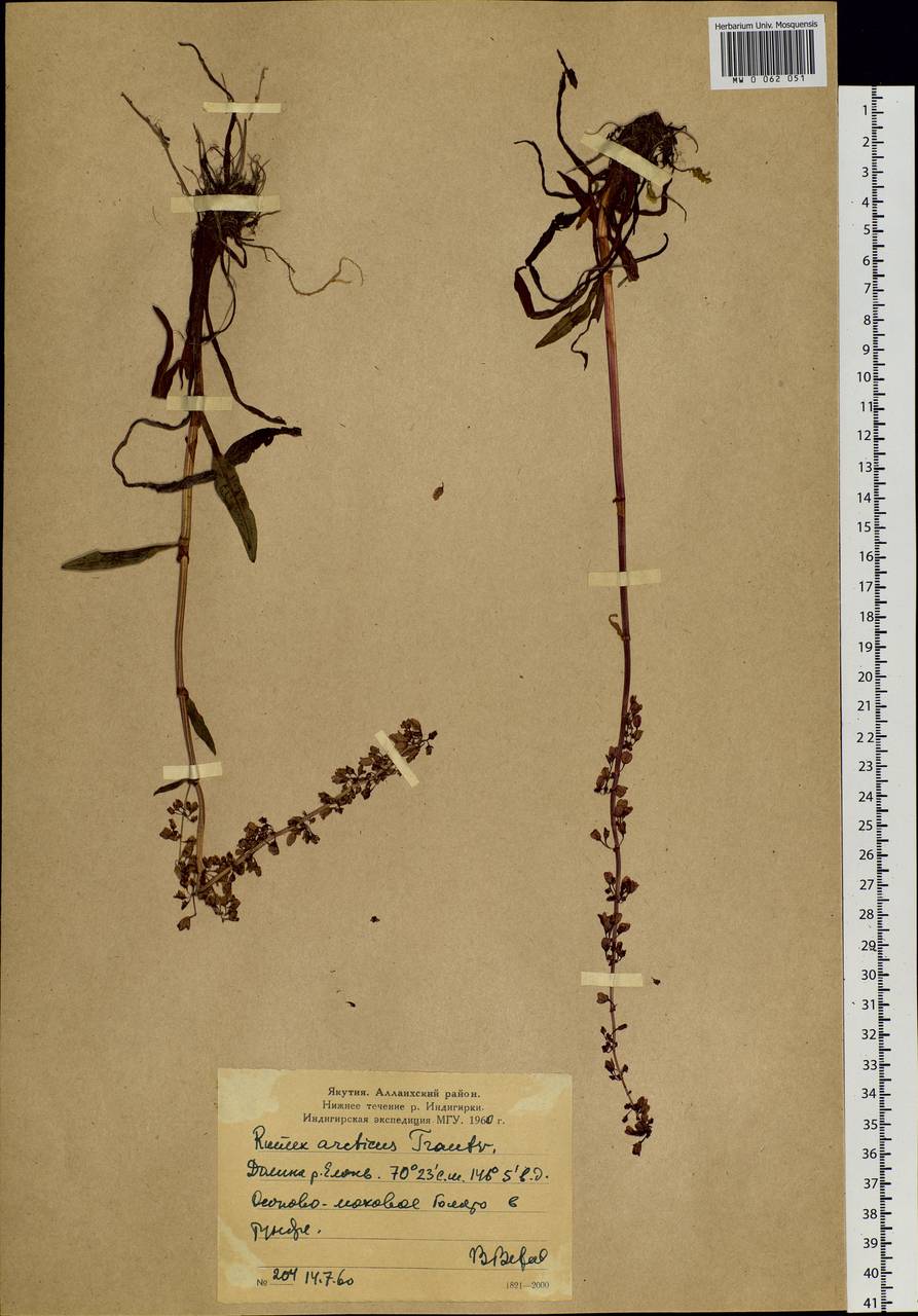 Rumex arcticus Trautv., Siberia, Yakutia (S5) (Russia)