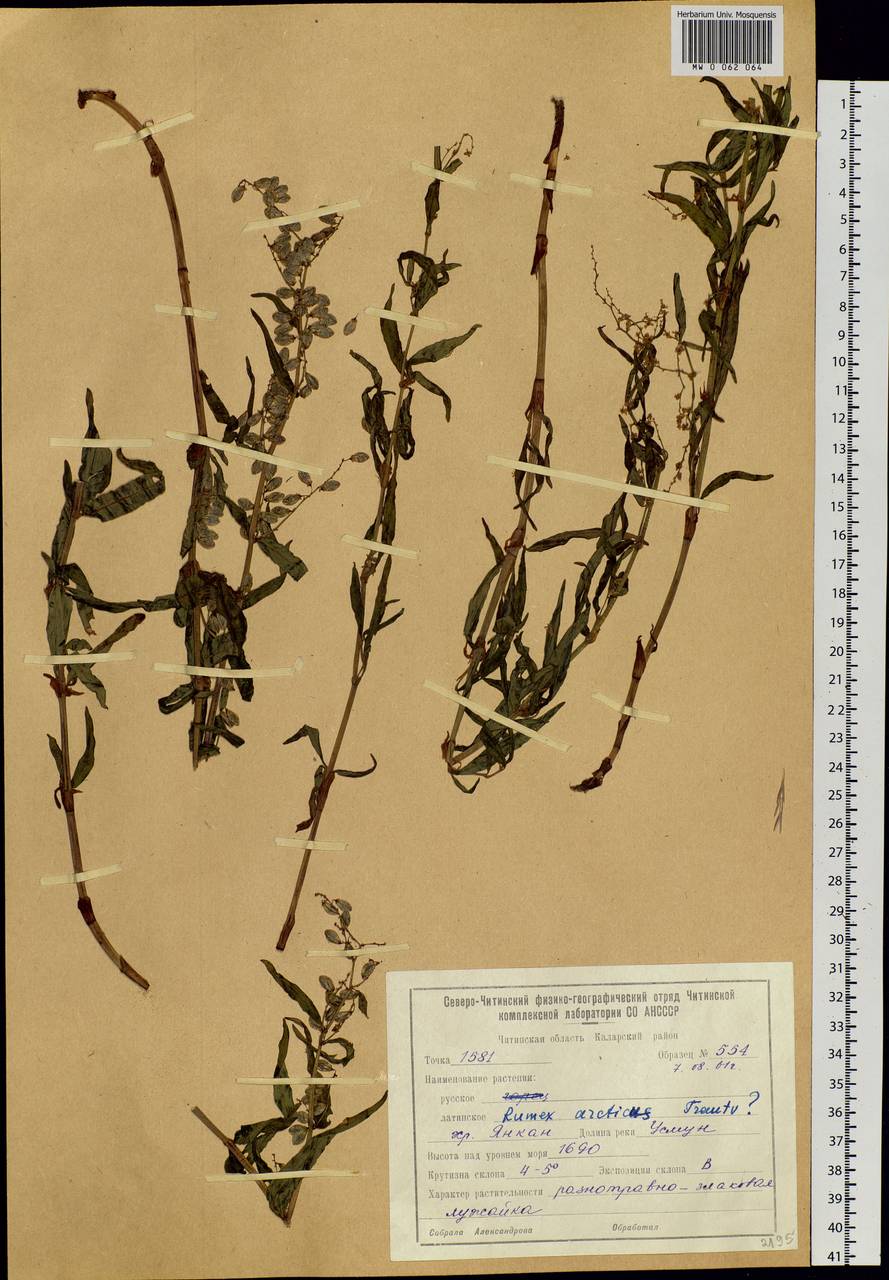 Rumex arcticus Trautv., Siberia, Baikal & Transbaikal region (S4) (Russia)