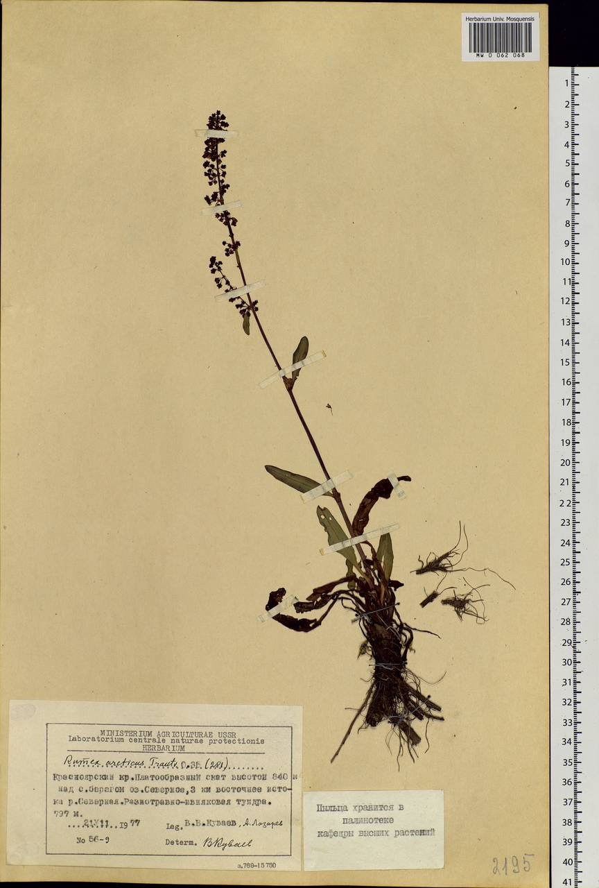 Rumex arcticus Trautv., Siberia, Central Siberia (S3) (Russia)